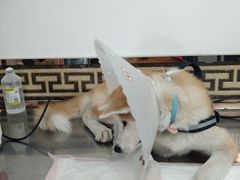 -北京赛佳动物医院