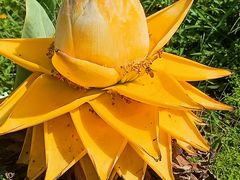 -南宁良凤江国家森林公园