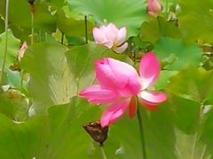 -贵阳市花溪国家城市湿地公园