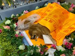 -彩虹桥宠物火化殡葬善终服务(金乐大厦店)