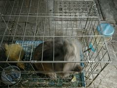 -志龙皇冠吃货椰子铺