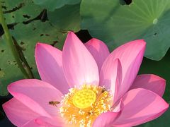 -万源龙顺度假庄园生态观光园