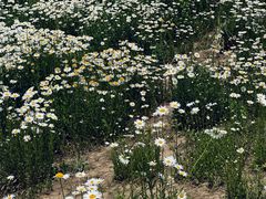 -汉长安城未央宫国家考古遗址公园