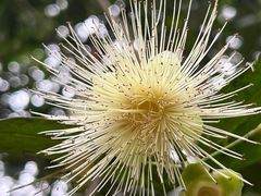 -南宁良凤江国家森林公园