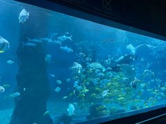 -哈尔滨波塞冬海底世界