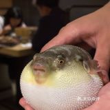 河豚鱼的滋味