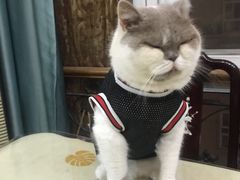 -灵美宠物诊所