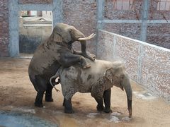 -西霞口神雕山野生动物世界