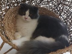 -飞行喵MR PILOT|猫舍·猫咖(静安大融城店)