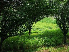 -艾溪湖湿地公园