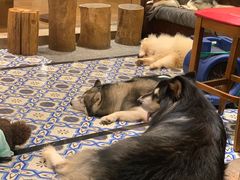 -more than meow吴止猫主题餐厅(承德 中船汇店)