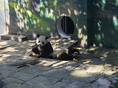 -中国大熊猫保护研究中心雅安碧峰峡基地