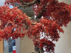 -苏小柳点心·手作小笼包(新街口分院店)