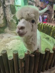 -宝燕乐园(闵行旗舰店)