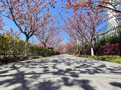 -高东镇樱花园