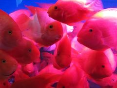 -泉州海丝野生动物世界