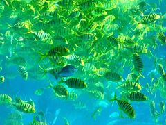 -海花岛旅游度假区