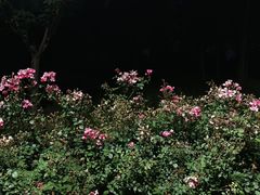 -马家湾湿地公园