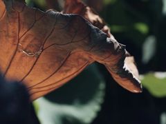 -莲池书院博物馆