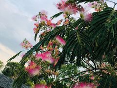 -瑶湖郊野森林公园