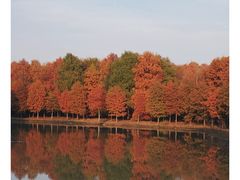 -上海海湾国家森林公园