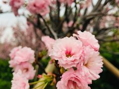 -天适樱花悠乐园