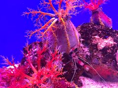-上海海洋水族馆