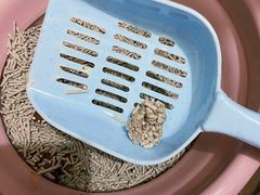 -瑞派动物医院·绝育·犬猫全科·预防医学(光景江南中店)