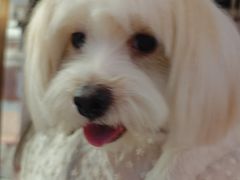 -FAELING PETS美天灵宠物(富力广场店)