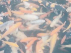 -外高桥喜来登酒店采悦轩