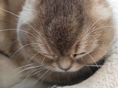 -Let's go狗咖·猫咖·奶狗·桌游(春熙路IFS店)