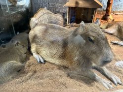 -Zoolung Zoolung动物主题公园(海信广场店)