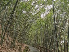 -铁山坪森林公园