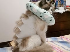 -佑安动物医院·全科·内窥镜中心(幸福巷店)