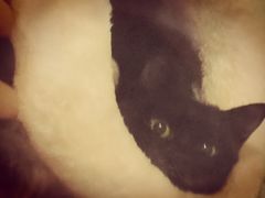 -爱妮康宠物医院·干细胞免疫细胞·肿瘤·心脏(张江店)