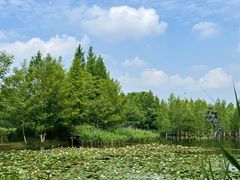-白鹭湾湿地公园
