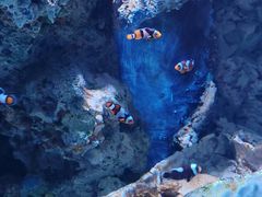 -海合安武汉极地海洋公园