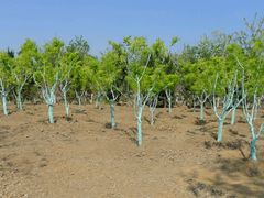 android_upload_pic-官港森林公园