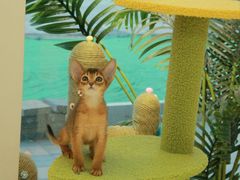 -猫十亿·布偶金渐层·曼基康矮脚猫舍(青年路店)