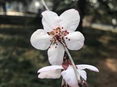 -皇家美孚(海云庵店)