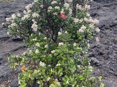 -夏威夷火山国家公园