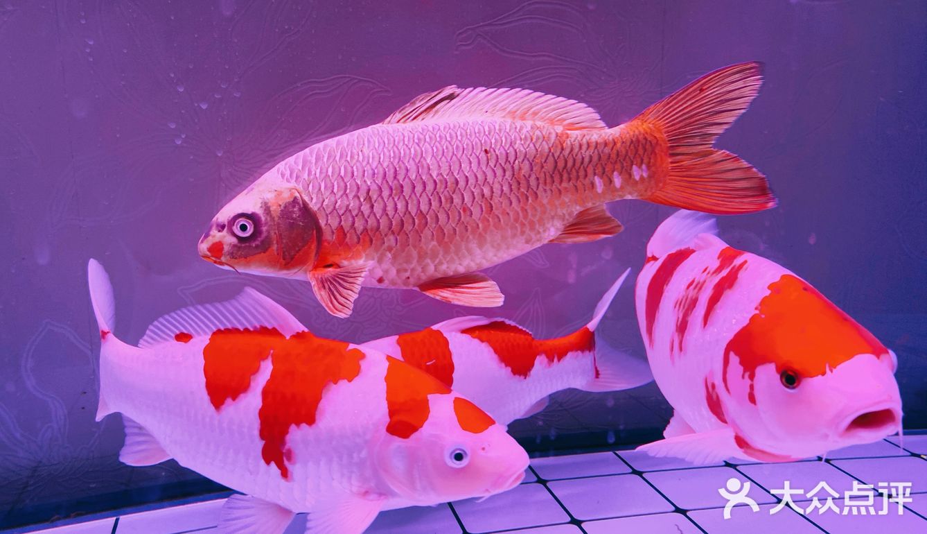 锦鲤保佑双手合十