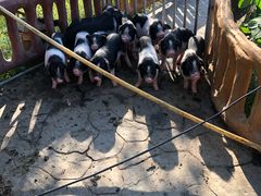 -湖南湘都生态农业园