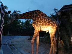 -清迈夜间动物园