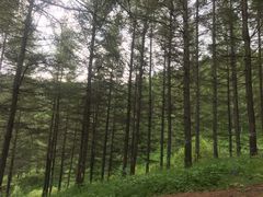 -苏木山森林公园