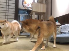 -逗柴咖啡屋·狗咖猫咖宠物桌游