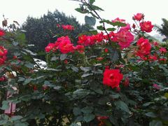 -人民公园(罗湖区)