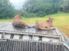 -上海野生动物园