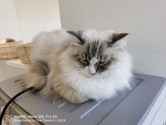 -怪兽屋·羊驼·猫咖·狗咖(俊华广场店)