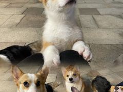 -柯斗斗主题餐厅·狗咖·围炉煮茶·茶饮(国瑞升平里店)